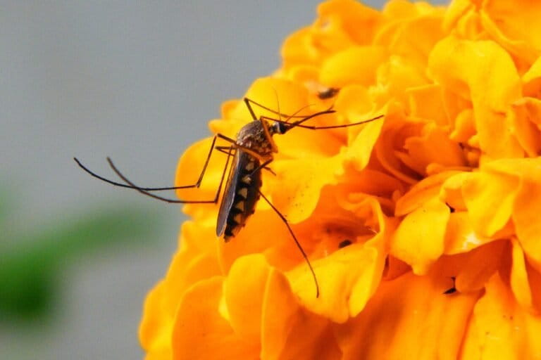 New study highlights emerging disease risk from mosquitoes – Mongabay-India