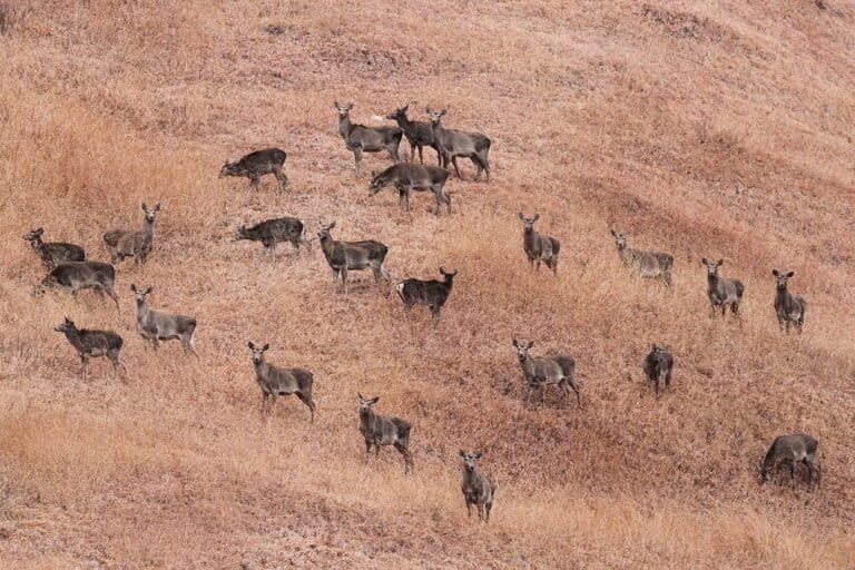 A herd of hangul in Jammu and Kashmir. The Wild Life (Protection) Act helped facilitate the ban of hunting, with J&K being the last state to officially ban hunting in 1991. Image by Tahirshawl via Wikimedia Commons (CC BY-SA 4.0).