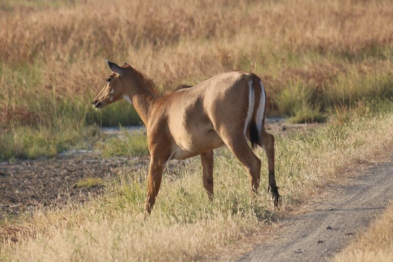 A nilgai. Wildlife must be seen as a resource providing nourishment and interwoven with culture, especially for Indigenous people. When wildlife is valued, it will draw more protection and economic incentives. The culling of crop raiders like nilgai was allowed, but the carcasses destroyed while millions go hungry and suffer protein deficiency. Image by Bernard Gagnon via Wikimedia Commons (CC BY-SA 3.0).