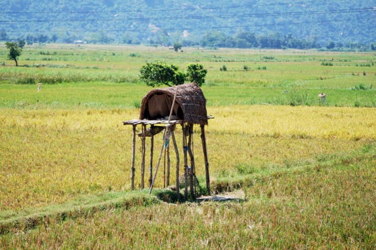 A shed set up to watch farmlands from crop-raiding animals. Farmers face heavy losses from crop-raiding, yet compensation remains inadequate, and the procedures lengthy and time consuming. Image by Jugal Bharali via Wikimedia Commons (CC BY-SA 3.0).