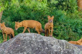Dholes in Bandipur, Karnataka. Image by Mike Prince via Wikimedia Commons (CC BY 2.0).