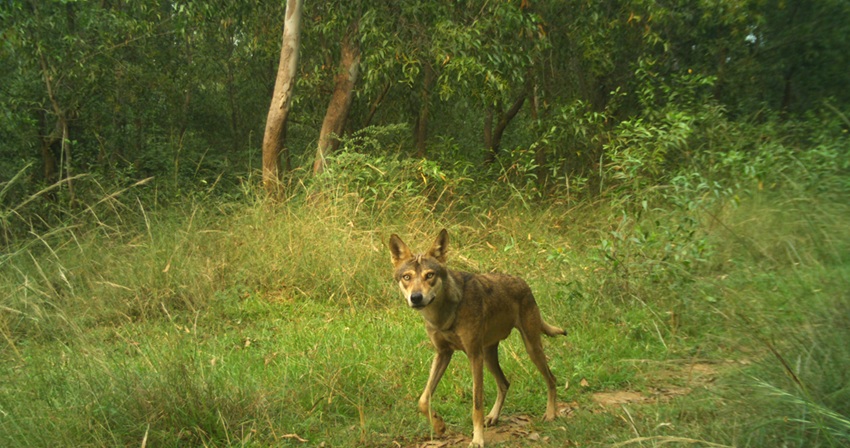 Indian grey wolf captured through a camera trap at Madhaigunj on October 27, 2023. Image courtesy of Wildlife Information and Nature Guide Society