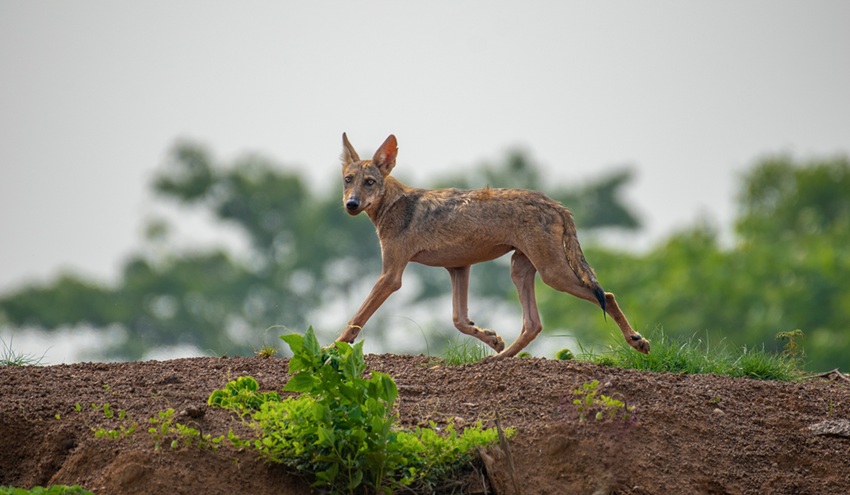 The Indian wolf has an estimated wild population of around three thousand individuals. Image by Manish Kumar Chattopadhyay