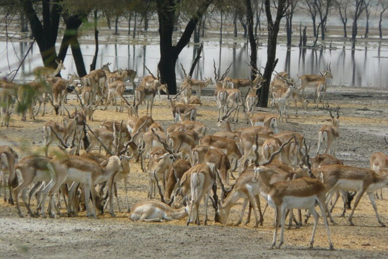 Previously, in the absence of sufficient grass, blackbuck were manually provided fodder by the forest department. This is no longer done, thanks to restoration efforts that have revived the grassland. Image by Surat Singh.
