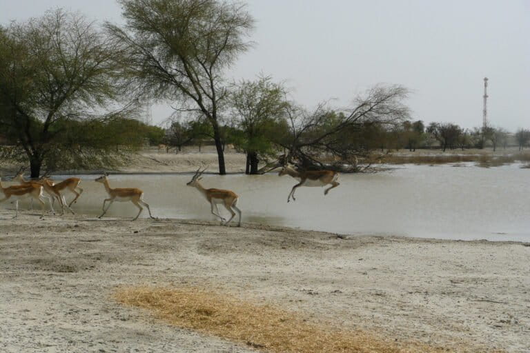 The forest department is now working on developing grassland on unclassified forest land in areas like Leelki Beed, Fatehpur Beed and Jhunjhunu Beed. Blackbuck translocation will then take place in these areas too. Image by special arrangement.