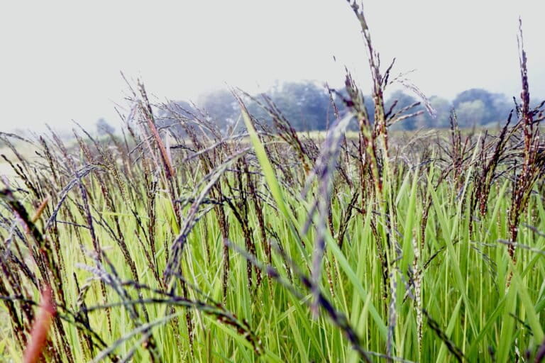 A field of Jeera Phool, a variety of black rice. Image by Ashwini Kumar Shukla.