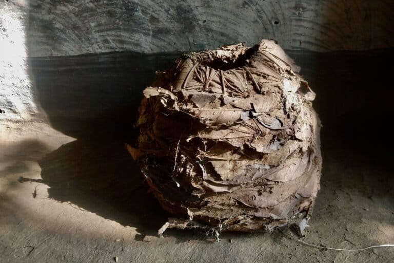 Gauda dhan is a black rice variety that thrives in southern Gumla, part of the Chhotanagpur plateau scarred by open-cast bauxite mines. It is preserved in traditional bags. Image by Ashwini Kumar Shukla.