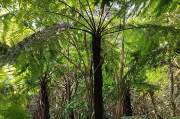 Often called ‘living fossils’, the fern Alsophila spinulosa is found in the Bailadila hills of Dantewada district, Chhattisgarh. Image by Devendra Shukla
