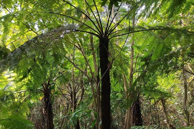 Often called ‘living fossils’, the fern Alsophila spinulosa is found in the Bailadila hills of Dantewada district, Chhattisgarh. Image by Devendra Shukla