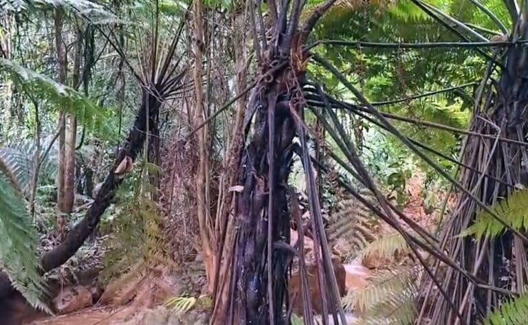 A forest department survey recorded 368 individuals within the proposed project area and another 295 in the surrounding forest compartments. Image by Devendra Shukla