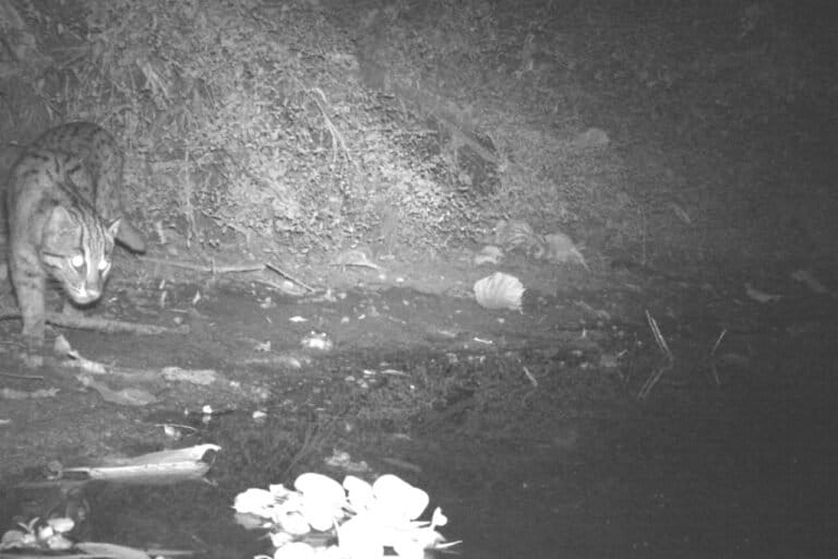 A fishing cat caught on camera trap in the Sundarbans. The study authors say that heavy metals primarily enter the fishing cat through its dietary intake -- fish, crabs, and other aquatic organisms from polluted wetlands. Image by Samrat Chakraborty.