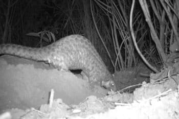 One of the nine camera traps (seven of which were placed on the advise of Adi community members) yielded this image of a Chinese pangolin digging a burrow. Image by Chiging Pilia/NCF.