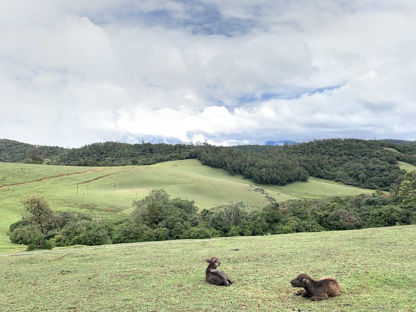 Shola forest interspersed with grassland in the upper altitudes of Nilgiris district, Tamil Nadu. Image by Ishan Kukreti.