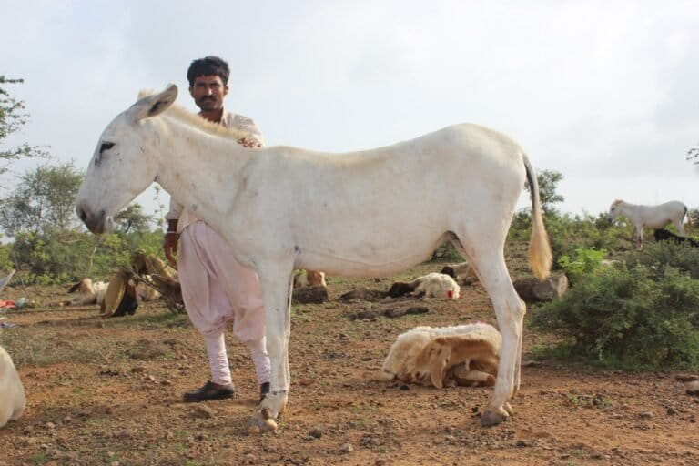 Punabhai with one of his Halari donkeys. By 2017 he had only eight of these indigenous breed of donkeys left after the intervention he now has 30