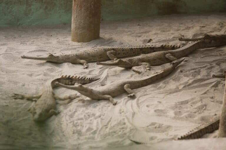 Young gharials at the Gharial Rehabilitation Centre at Kukrail. Image by Azma Khan.