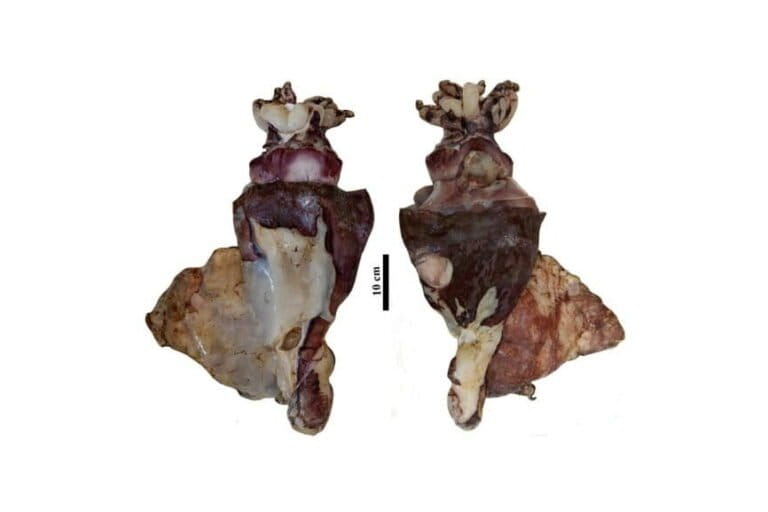 T. silasii by Geetha Sasikumar and K.K. Sajikumar.