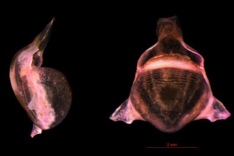The lateral and ventral view of Diacavolinia deshayesi, taken using a stereomicroscope. It is one among four new species of pteropods or sea butterflies (a type of molluscs) discovered by researcher Kiran Shah. Images by Kiran Shah.