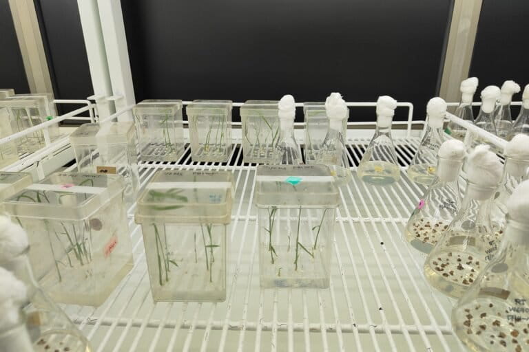 Transgenic plants being grown by Shivaprasad in his lab to study epigenetic modifications. Image by Sharmila Vaidyanathan.