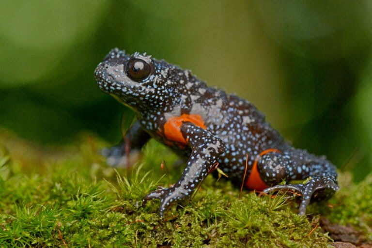 Galaxy frogs in the Western Ghats. Image by K.P. Rajkumar/ZSL.