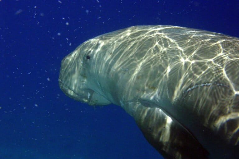 The authors emphasise on the importance of ethical, science-based journalism, sharing the example of reporting on dugongs from the southeastern coast in the late 2010s, which helped shift public awareness and foster scientific collaboration stronger coastal protections. Image by Vardhanjp via Wikimedia Commons (CC BY-SA 4.0).