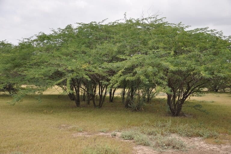 Majority of Asiatic lions are found outside Gir protected areas 2 Prosopis juliflora trees. Lion populations have increased along the coasts of Bhavnagar and southwest of Saurashtra, where dense vegetative cover in the form of Prosopis juliflora thickets and Casuarina plantations thrive, along with prey species like nilgai and wild pig. Representative image by Ankila Hiremath via Wikimedia Commons (CC BY-SA 4.0).