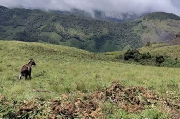 A Nilgiri tahr strolls through grasslands at Eravikulam National Park. Image by K.A. Shaji.
