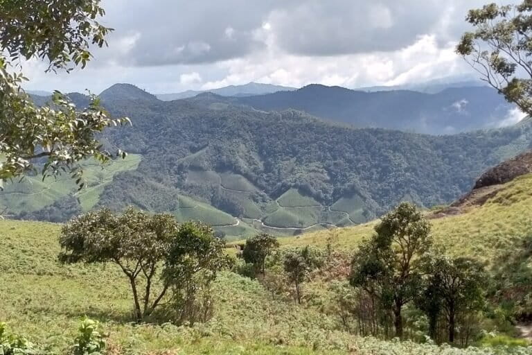 The shola-grasslands of Eravikulam were once threatened by plantation expansion and land reforms, but now shelter Nilgiri tahr, rare orchids, and seasonal streams. Image by K.A. Shaji.