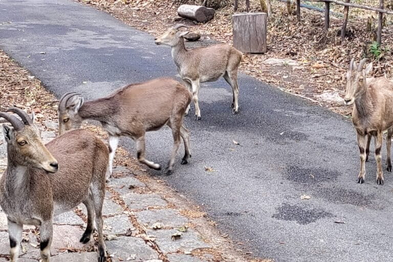 The grass that refused to die 2 A herd of Nilgiri tahr cross the Rajamalai–Edamalakudi road. Nilgiri tahr populations across Kerala and Tamil Nadu have grown to 2,668, with Eravikulam alone supporting 841. Image by K.A. Shaji.