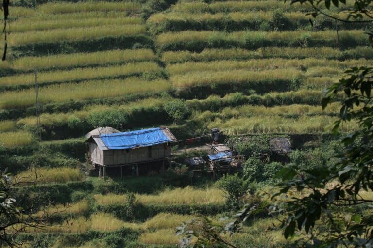 A paddy field in Sikkim. The author's field visits across the state showed villages producing a range of value-added goods, with some communities tapping into tourism to sell produce directly to consumers. Some farmers also used social media to market their produce. Representative image by Yogita Ranapaheli via Flickr (CC BY-NC-SA 2.0).