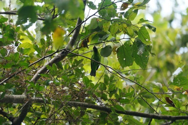 The surveys revealed that low-elevation forests in the northern Western Ghats harbour unique biodiversity, with higher diversity of birds and reptiles than higher elevations. Image by Irvin Calicut via Wikimedia Commons (CC BY-SA 4.0).