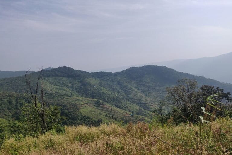 Can climate change and human pressure favour deciduous forests? 2 Forests being cleared for cashew plantations in Sindhudurg, Maharashtra. Image by Rohitjahnavi via Wikimedia Commons (CC BY-SA 4.0).