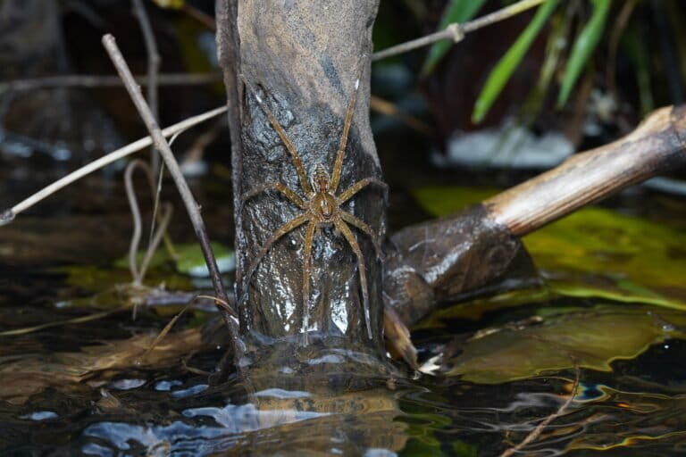 An adult female fishing spider. Image by Umesh Pavukandy.