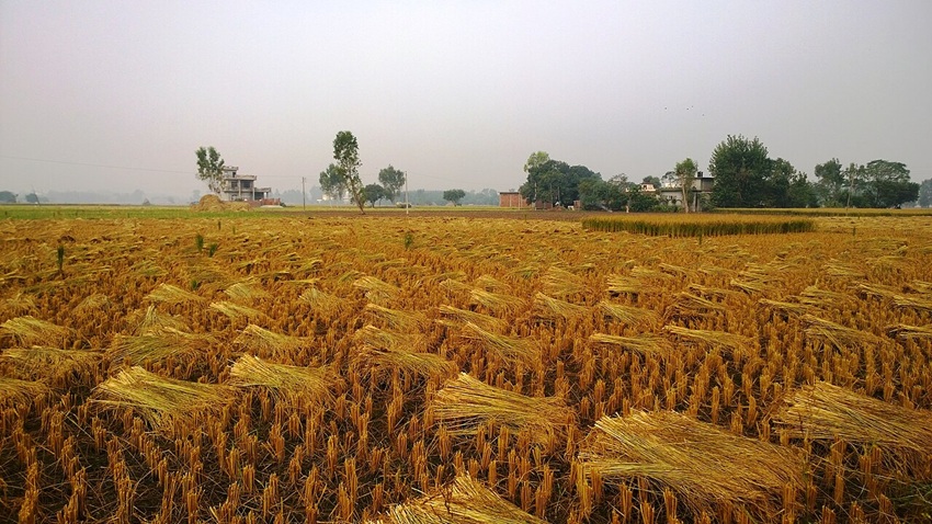 Colheita de arroz basmati em Kalanur, Punjab. Em maio de 2025, o estado proibiu o uso de 11 inseticidas em plantações de arroz basmati por 60 dias a partir de 1º de agosto, alegando riscos de exportação relacionados a resíduos de pesticidas. Imagem de Tanta.dpk via Wikimedia Commons (CC BY-SA 4.0).
