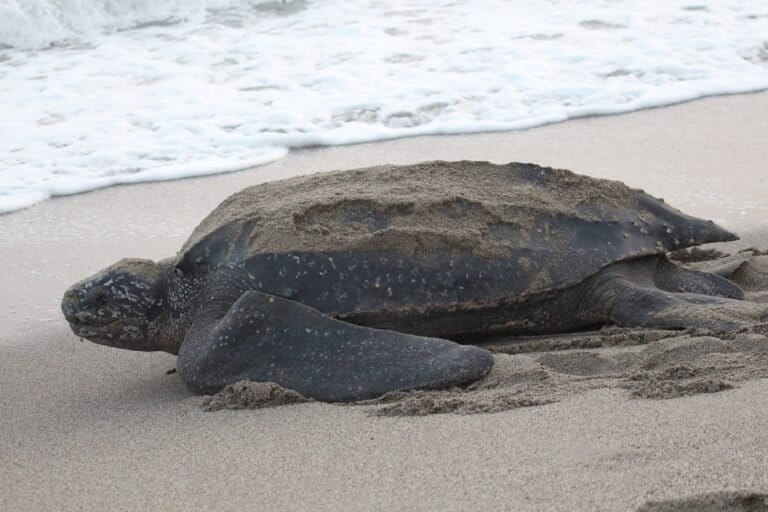 Tribal leaders allege pressure to surrender land for the Great Nicobar project 2 Leatherback turtle. Image by Alastair Rae via Wikimedia Commons (CC BY-SA 2.0).