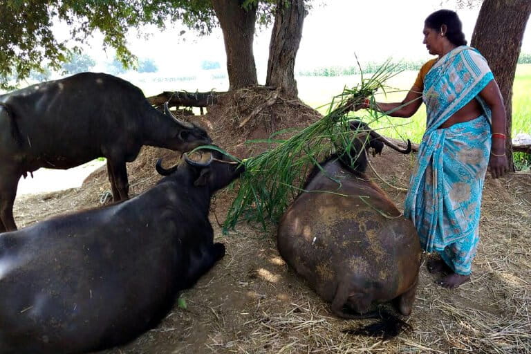 Alongside agricultural labour, women are also responsible for unpaid care work like collecting water and fuelwood, managing food, caring for children and the elderly, and maintaining livestock. Climate variables often increase the time and effort required for these tasks. Image by International Livestock Research Institute via Flickr (CC BY-NC-ND 2.0).