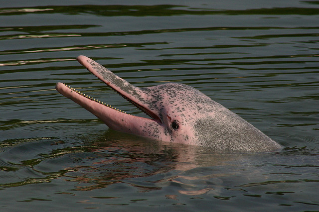 An Indo-Pacific humpback dolphin (Sousa chinensis). Representative image by Chem7 via Wikimedia Commons (CC BY 2.0.