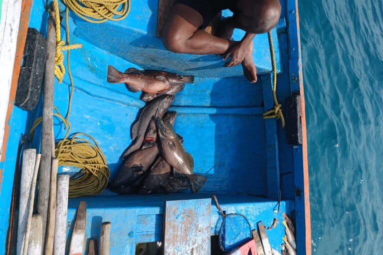 A catch of squaretail groupers (Plectropomus areolatus). Image by Rucha Karkarey.
