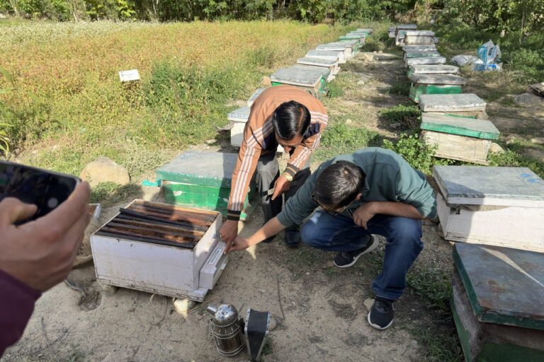 Bee colonies are being installed alongside buckwheat fields in Ladakh, where scientists are testing how the crop can support beekeeping and provide farmers with an additional income. Image by Faizan Ahmed.