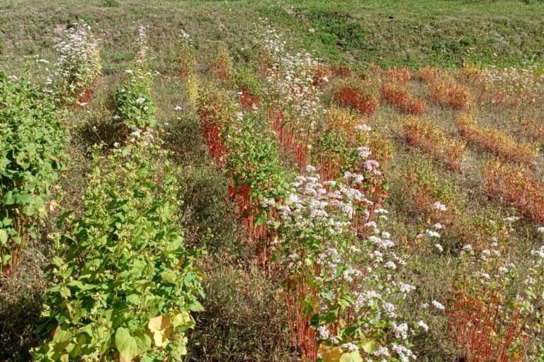 Buckwheat draws renewed interest for its health benefits and resilience 2 A buckwheat field in Gurez, Ladakh. The crop is also valued for its abundant flowers that support beekeeping, leading to the production of high-value buckwheat honey. Image by Sajad Zargar.