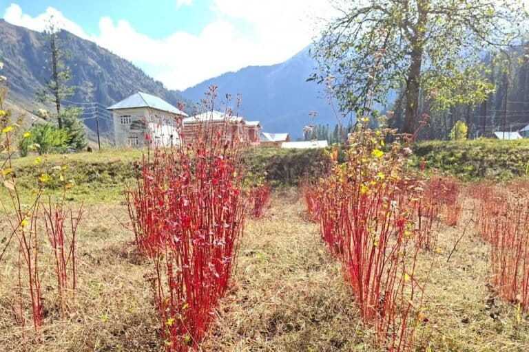 A buckwheat field in Izmarg, Ladakh. The crop is regaining attention for its high nutritional properties, particularly its gluten-free and diabetic-friendly properties, and ability to grow in harsh conditions where other crops fail. Image by Sajad Zargar.