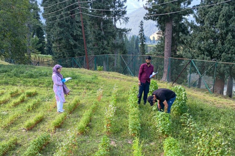 Buckwheat draws renewed interest for its health benefits and resilience 3 Unlike wheat or rice, buckwheat does not demand fertile soil or heavy fertiliser inputs and requires less water and fewer nutrients. It grows well in light, well-drained soils and completes its life cycle within 70–90 days. Image by Faizan Ahmed.