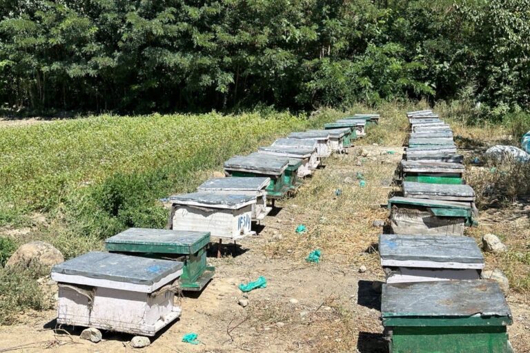 Buckwheat draws renewed interest for its health benefits and resilience 4 Bee colonies placed along buckwheat fields. In 2025, for the first time, buckwheat honey was successfully extracted in Kargil. Buckwheat was sown on July 22, and bee colonies were introduced in August, and the honey was harvested in October. Image by Faizan Ahmed.
