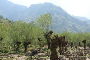 New shoots emerging from pruned alder trees. Image by Tarini Manchanda.