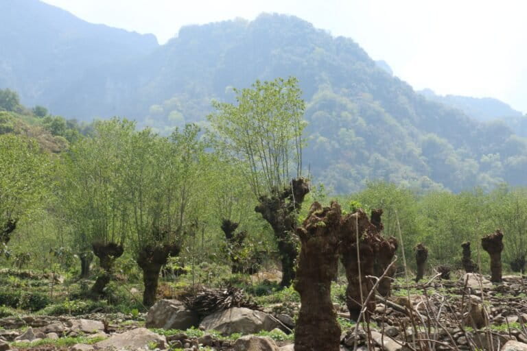 New shoots emerging from pruned alder trees. Image by Tarini Manchanda.