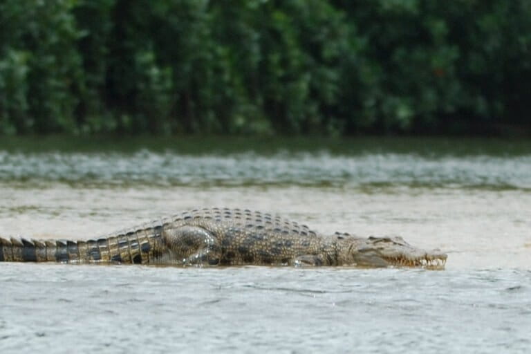 A saltwater crocodile. An island’s size not only affects the intensity of competition among species for limiting resources, but also the activity level and rate of metabolism in its dominant predators. Reptilian predators such as saltwater crocodile in the Andaman and Nicobar Islands is an example. Representative image by Richard.Fisher via Wikimedia Commons (CC BY 2.0).