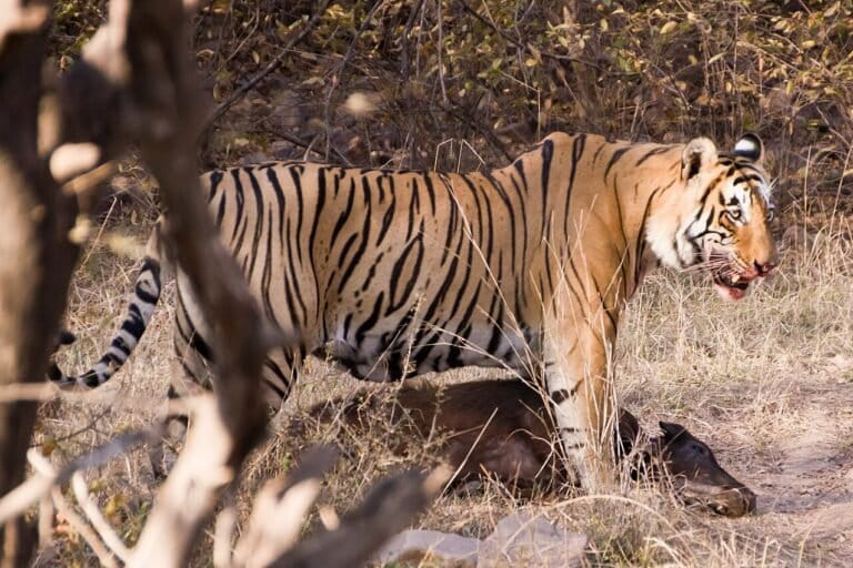 New DNA analysis reveals tigers feeding on more diverse prey 3 The study points to a growing reliance on livestock alongside natural prey, a pattern with serious implications for human-tiger conflict. Image by Rhaessner via Wikimedia Commons (CC BY-SA 3.0).