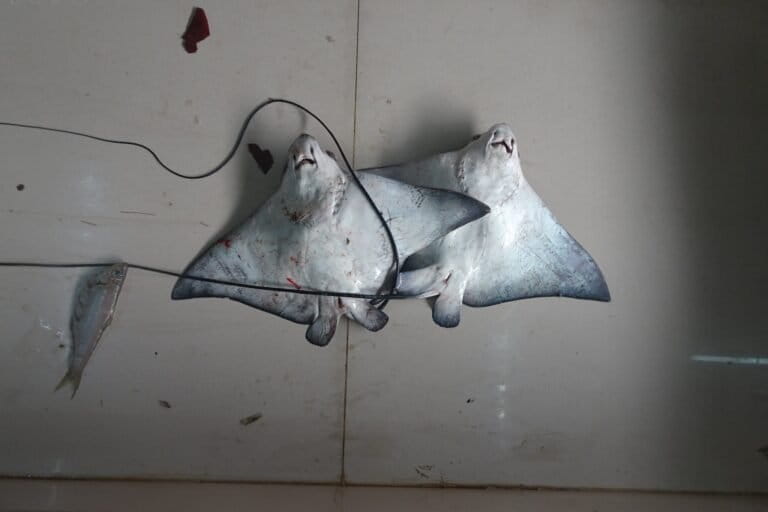 Study explores social media as a tool to track shark and ray consumption 3 A fish market in Goa displays stingrays on sale. The study authors noted that social media posts showed a general bias towards sharks when it came to photographs of both sharks and rays — even if there were charismatic rays like manta rays present in the photo, the captions largely mentioned only sharks. Image by joegoauk73 via Flickr (CC BY-SA 2.0).