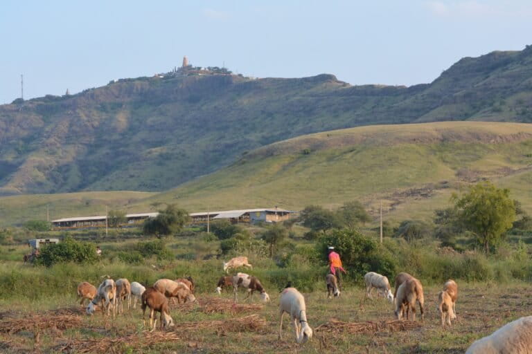 A Dhanagara pastoralist herds sheep in Shinganapur, whose savannas were considered sacred. Referred to Kothaḷāgirī, it was described in the Ādiparva, a 16th-century Marathi poem which lists several savanna indicator plants, many of which are still found today. Image by Digvijay Patil.