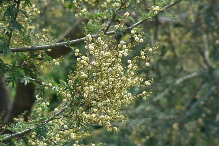 What traditional Marathi literature reveals about savannahs 2 Based on a review of 28 excerpts of traditional Marathi literature, wild plants including many savanna species like this white bark acacia (Vachellia leucophloea), which is endemic to Asian savannas, and was mentioned in eight excerpts. Image by Dinesh Valke via Flickr (CC BY-SA 2.0).