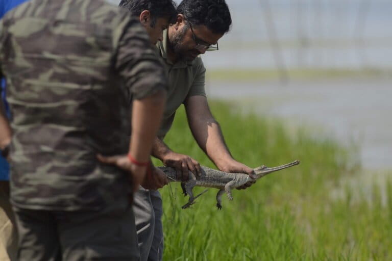 Mohd Shahnawaz Khan releases a juvenile gharial in Murshidabad, West Bengal. Image courtesy of Mohd Shahnawaz Khan/WWF-India.